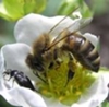 Продажа пчел: пчелосемей и пчелопакетов